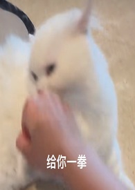 喵喵125